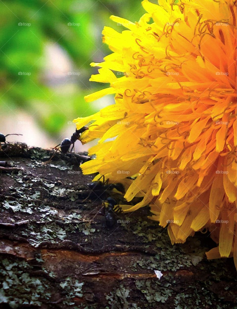 On a tree trunk, an ant pushes a yellow dandelion flower