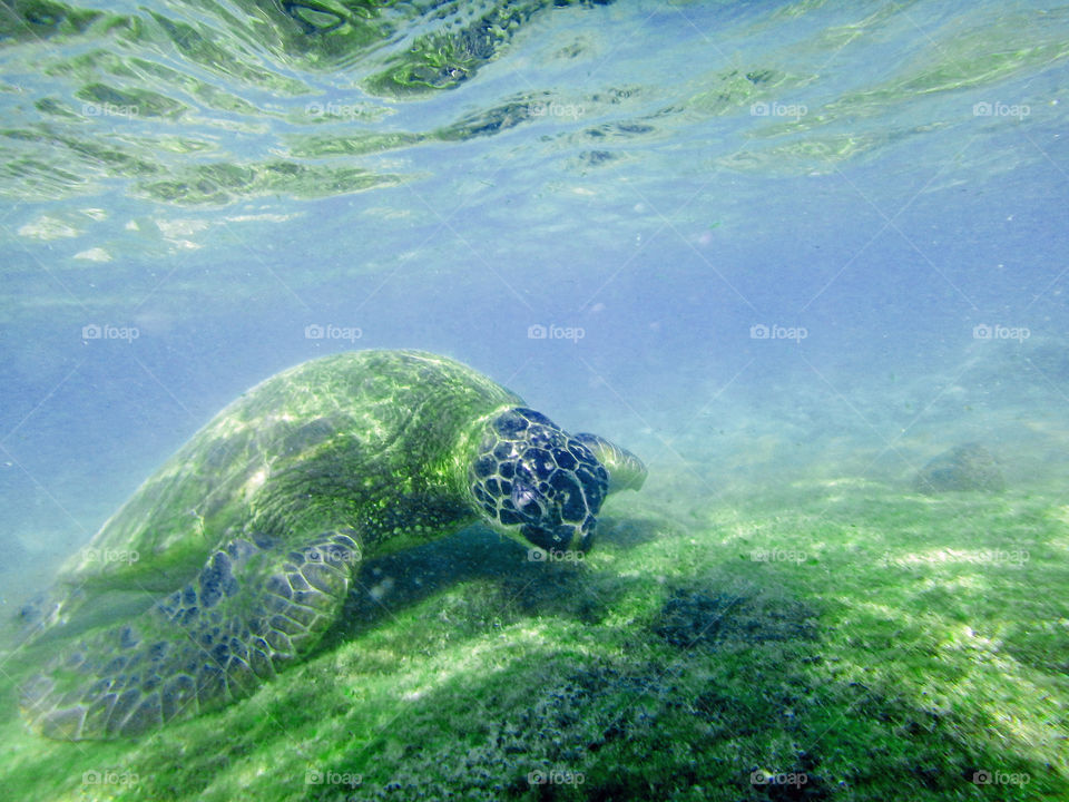 Swimming with Turtles