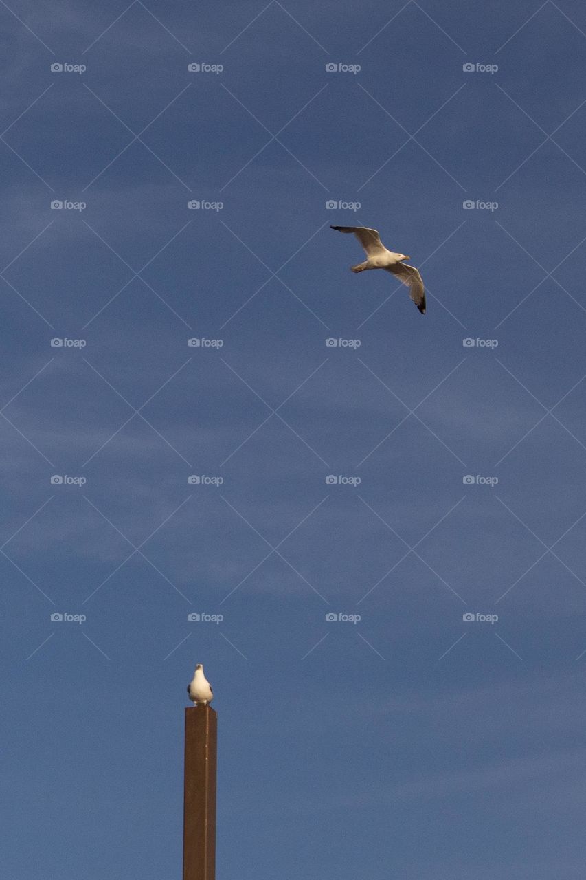 One white seagull standing on a post and o e white seagull flying in the blue sky