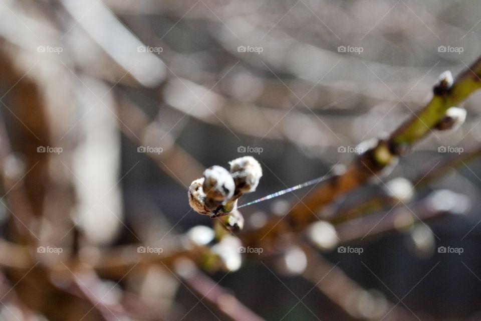 Nectarine fruit tree buds in spring on one single branch blurred background 