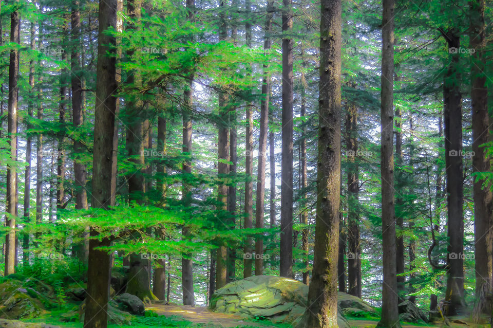 Morning light entering the Forest Tree with green Leaves Wooded forest trees lit by golden sunlight before sunset with sun rays illuminating tree branches nature green wood backgrounds concept