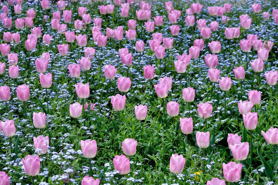 flowers