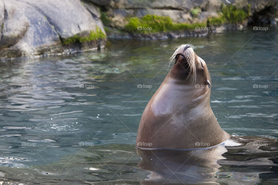 Sea lion enjoying life in the water  - sjölejon som njuter av livet i vattnet 