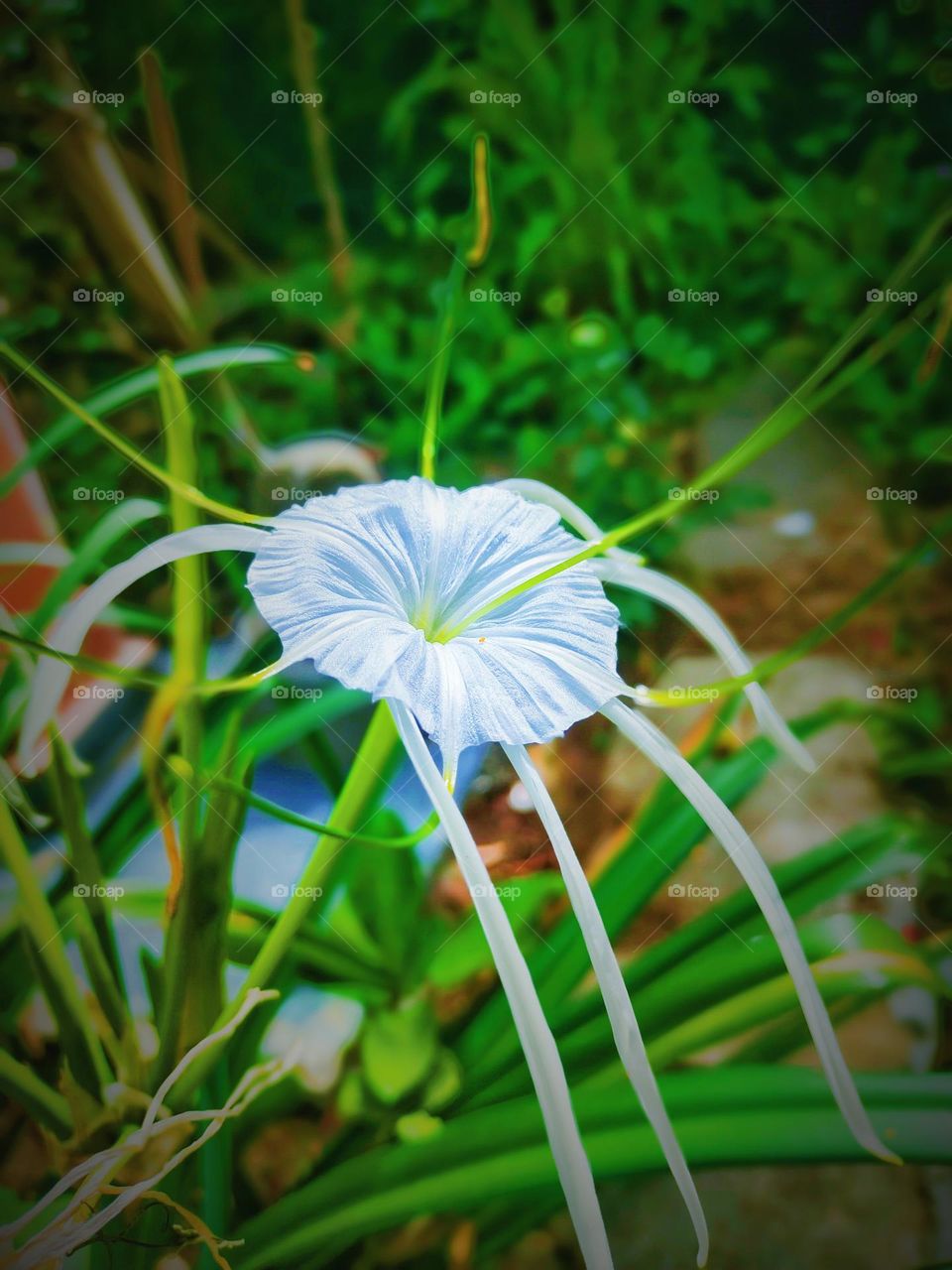 white flower