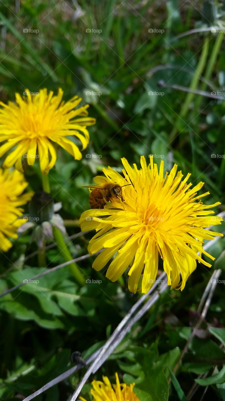 Spring business . Bee on dandelion 