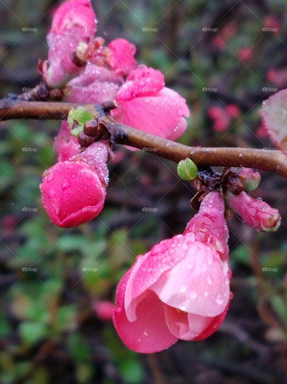 Beautiful pink bud in the garden
