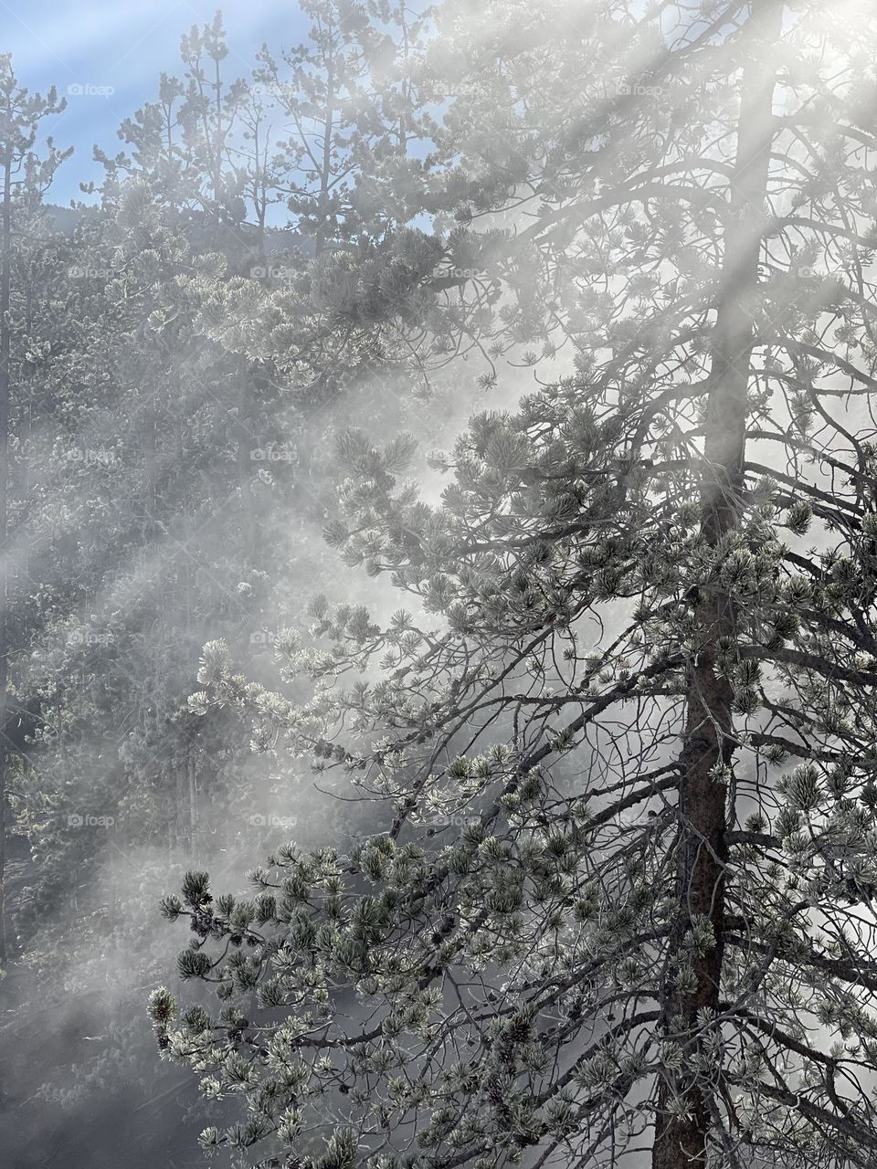 Sun rays streaming through a forest of pine trees on a crisp morning