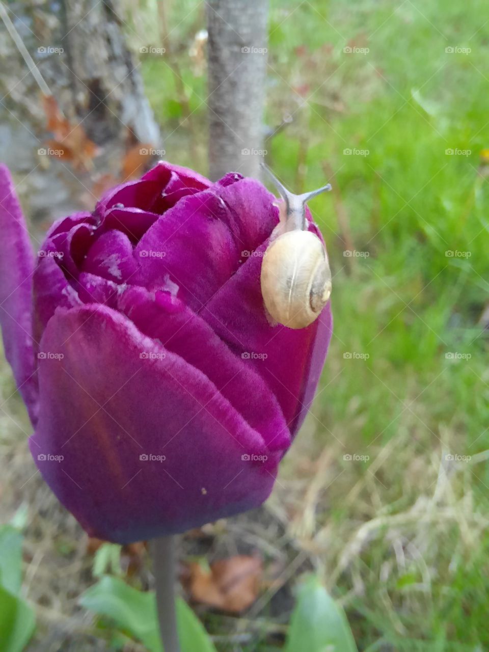 small shell snail on purple tulip flower in spring