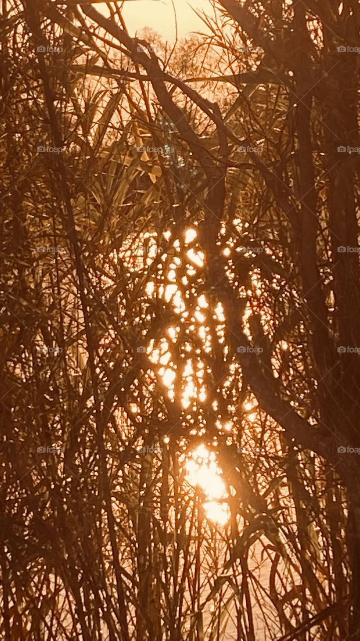 I knew that the super clear sky wasn’t going to produce a gorgeous sunset. No clouds so I went to the Sun for this Pic where the sunlight and windy water waves produced sparkles shining through the Cat Tail grasses.
