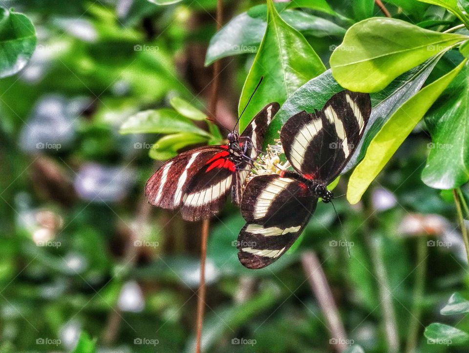Butterflies In The Jungle
