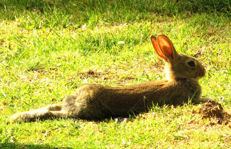 basking in the sun