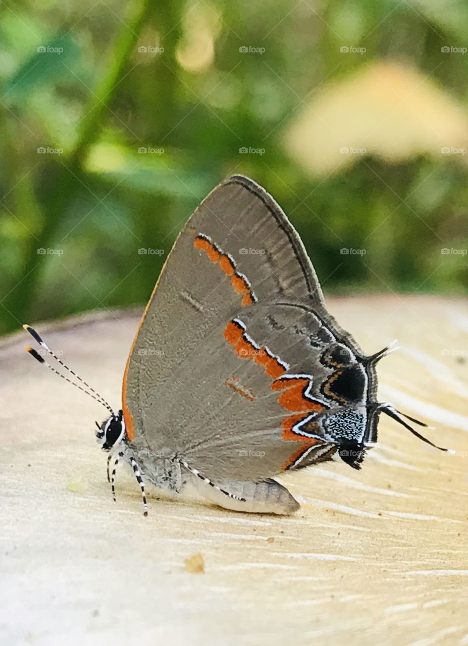Beautiful moth with orange markings gently resting on a mushroom in the woods of South Georgia. 