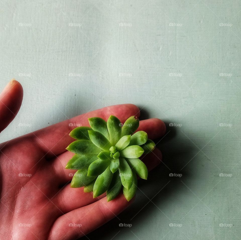 Succulent in hand