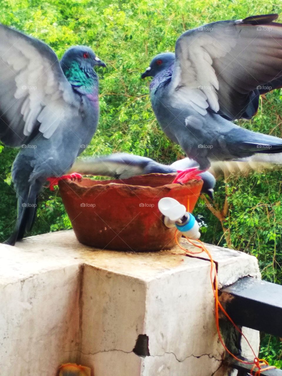 pigeons fighting with each other for food