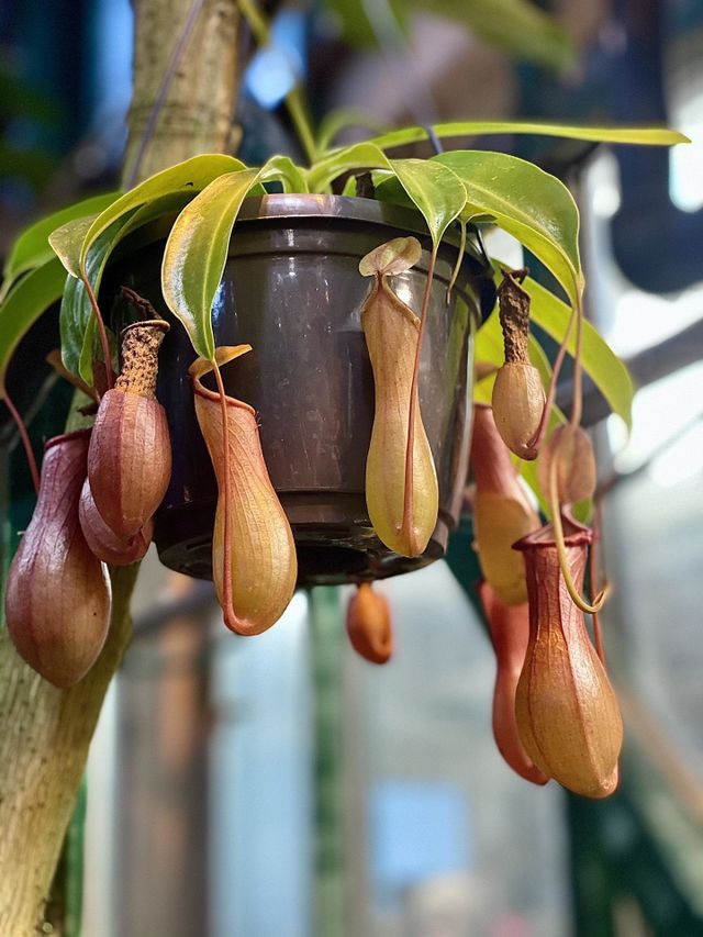 Plants