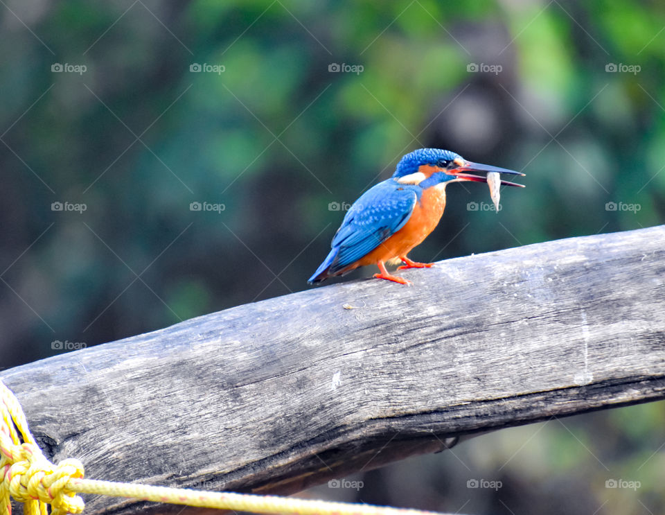 Kingfisher with tiny fish in its beak