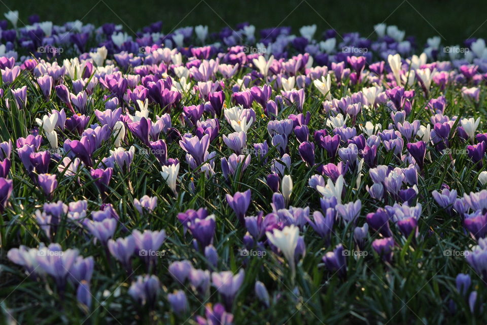 Crocuses wallpaper
