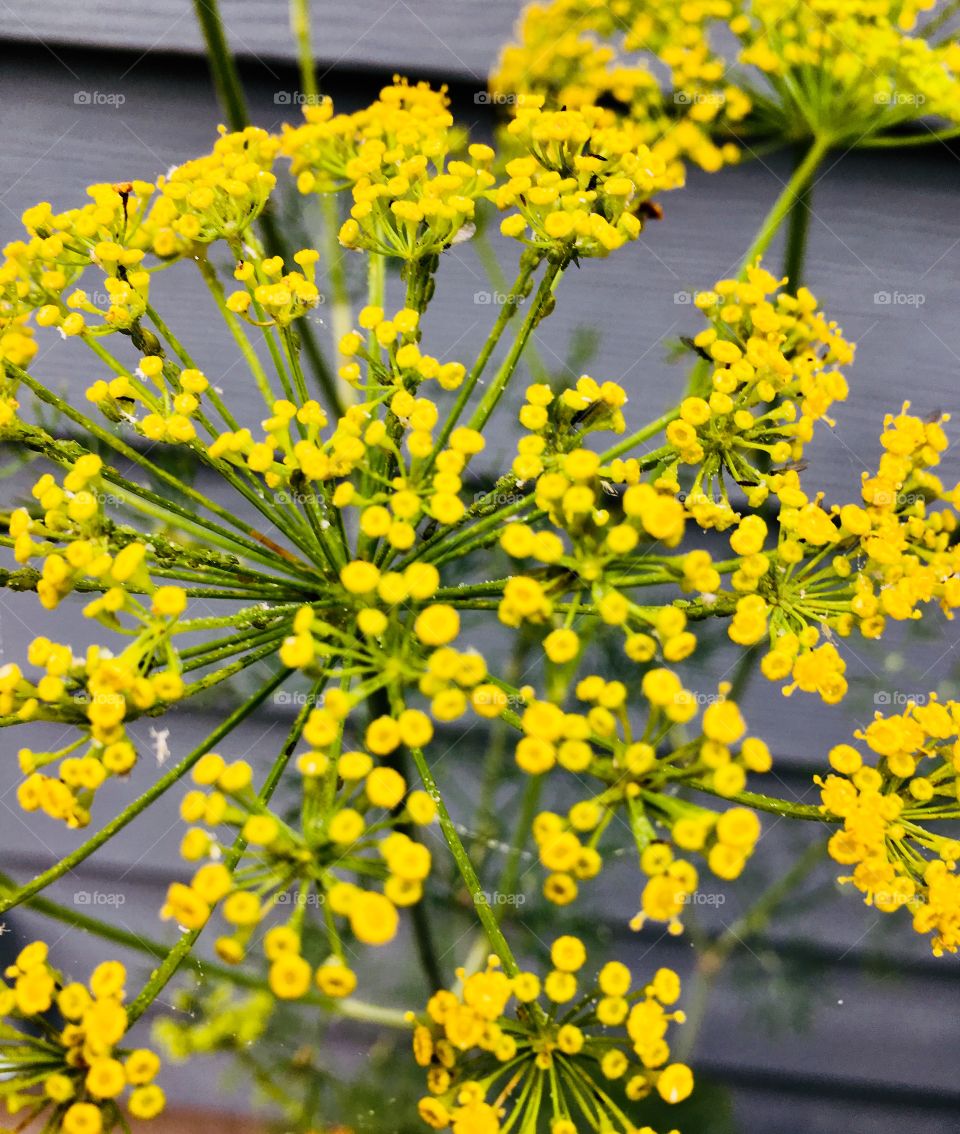 Dill fireworks