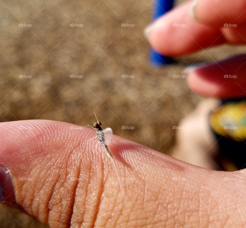 baby dragonfly