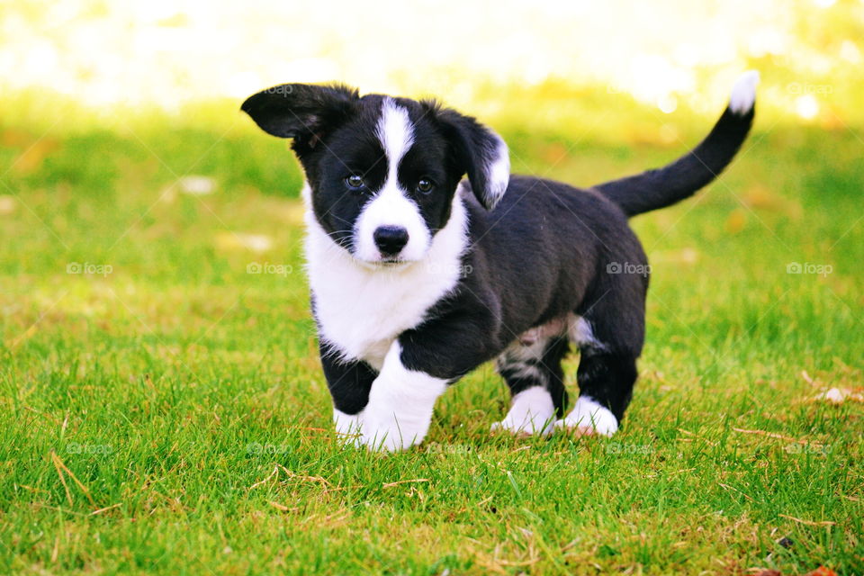 Grass, Animal, Mammal, Dog, Field