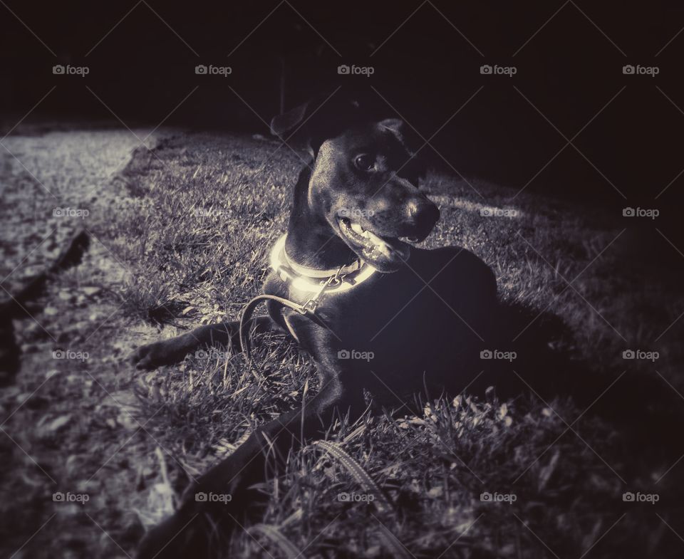 Black and white portrait of a dog at night in the grass with a glowing collar laying on the grass