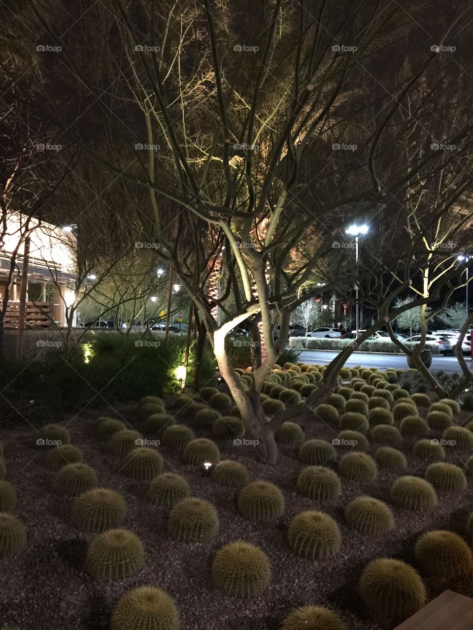 Night out
Cactus
Tree