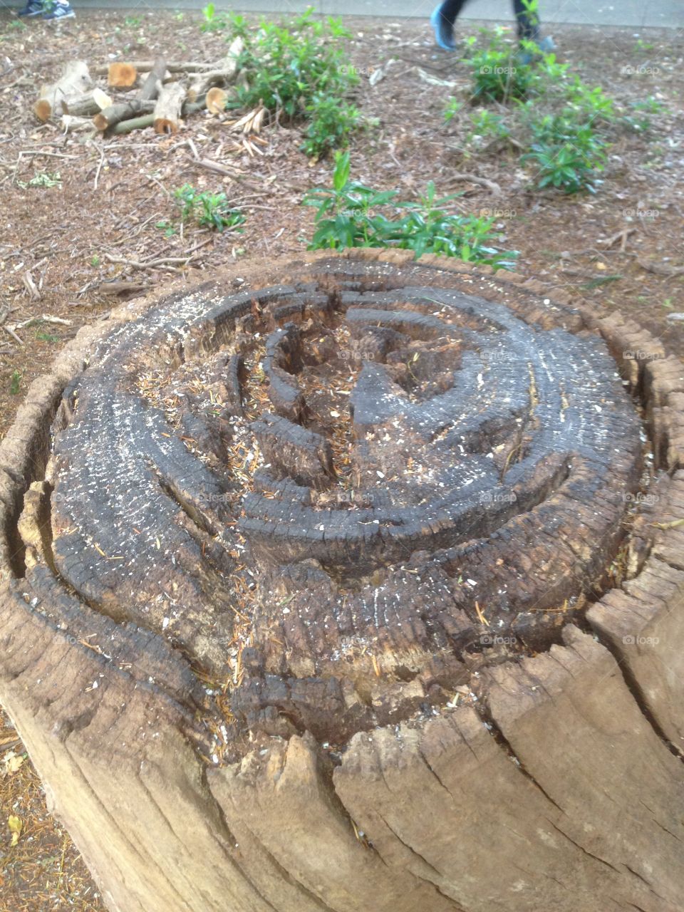 Old tree stump