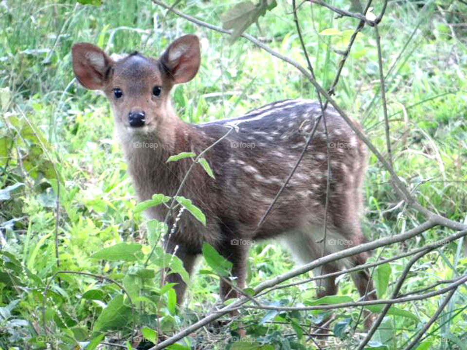 Deer child. 

Taked pic in Assam Kaziranga national park.