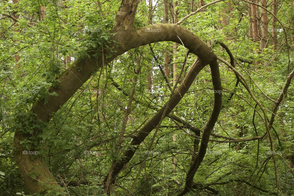 Curved Tree