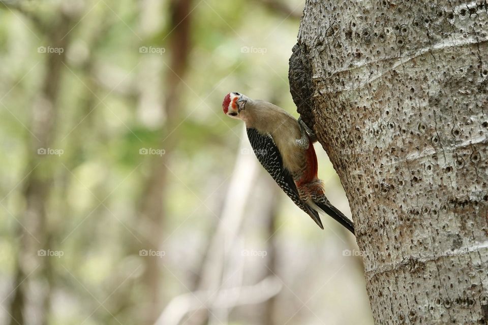 Photo of beautiful Yucatan woodpecker on tree in Mexico on green blurry background looking at the camera