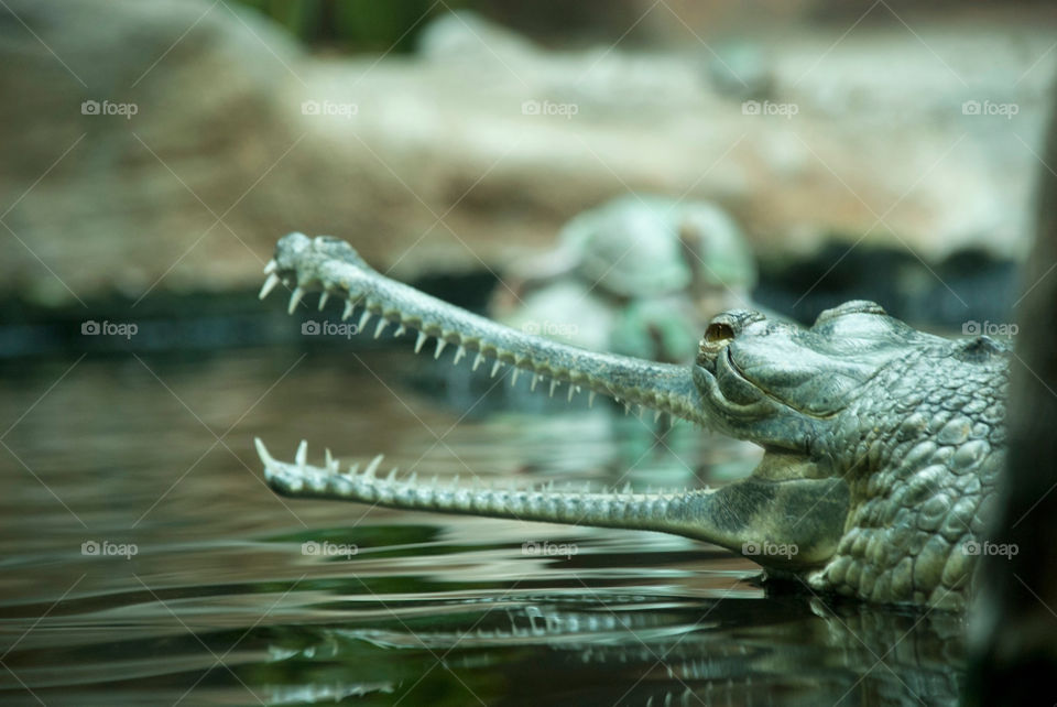 teeth animal zoo wild by jbdc