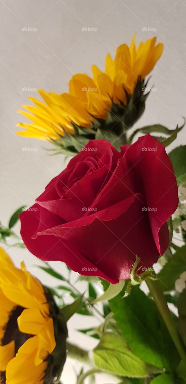 Red rose between sunflowers