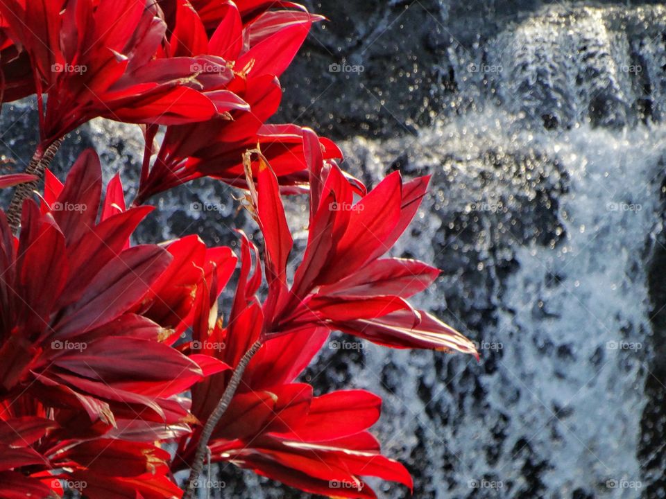 Tropical Plants And Waterfall In Maui