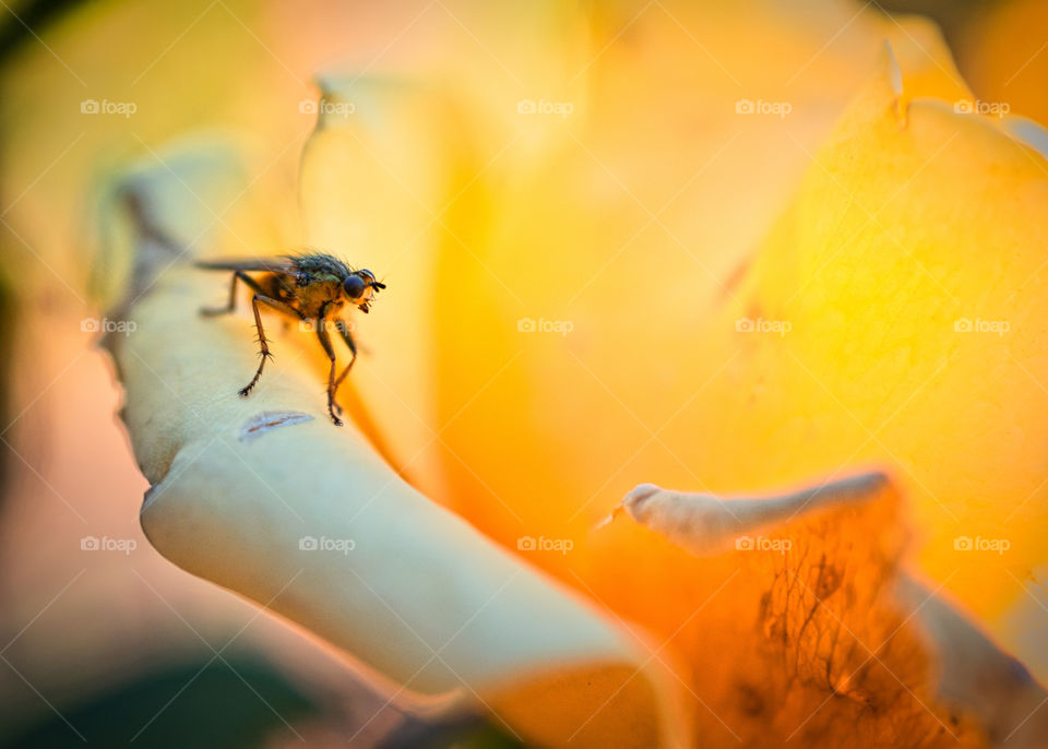 Walking on a flower