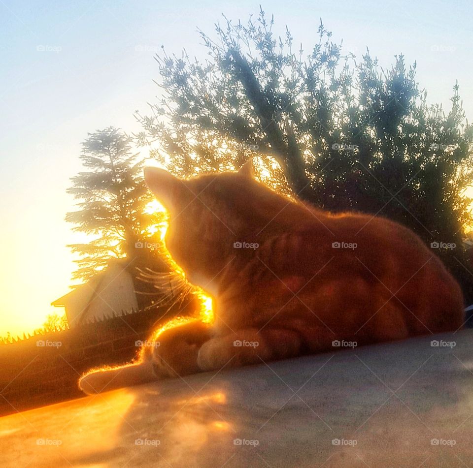 Basking in the beautiful Sunset