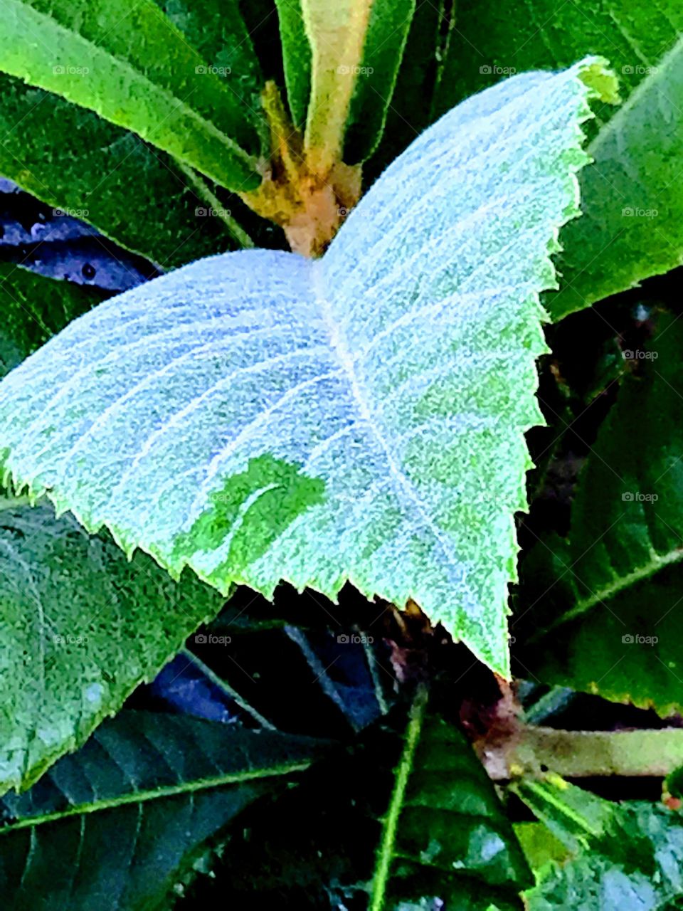 Foggy leafy 