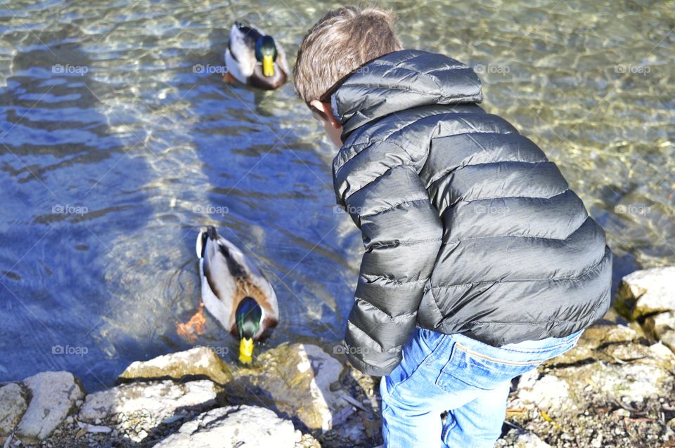 Kid and ducks