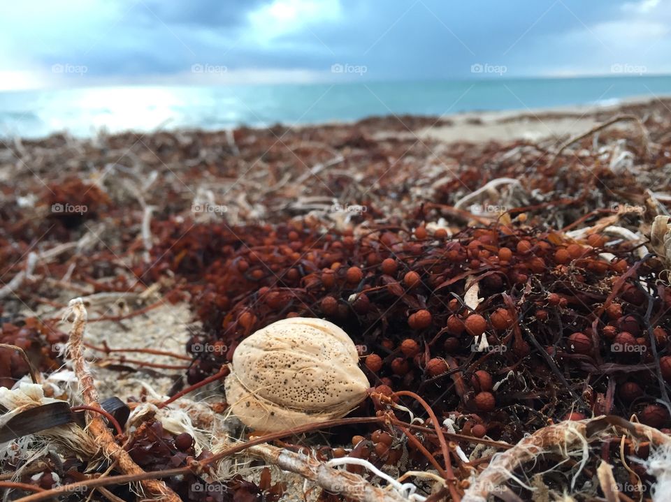 Beach Bean. Nut. Seashore. Beachcombing. Almond. Seaweed. Color. Contrast. Red. 