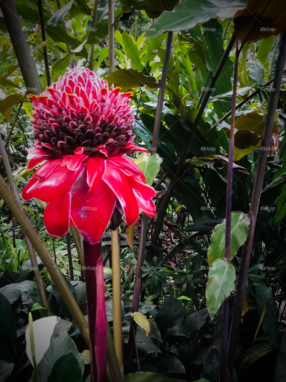 At Hawaii Tropical Botanical Garden