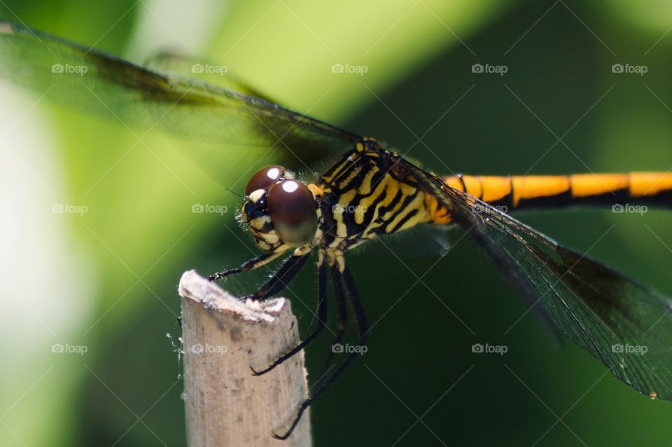 Female Blue Dasher Dragonfly 