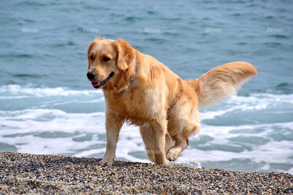 golden retrievers playing on the seaside