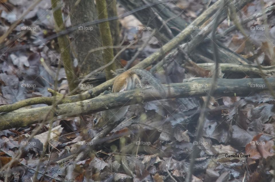 Silly little chipmunk shutting off a low branch