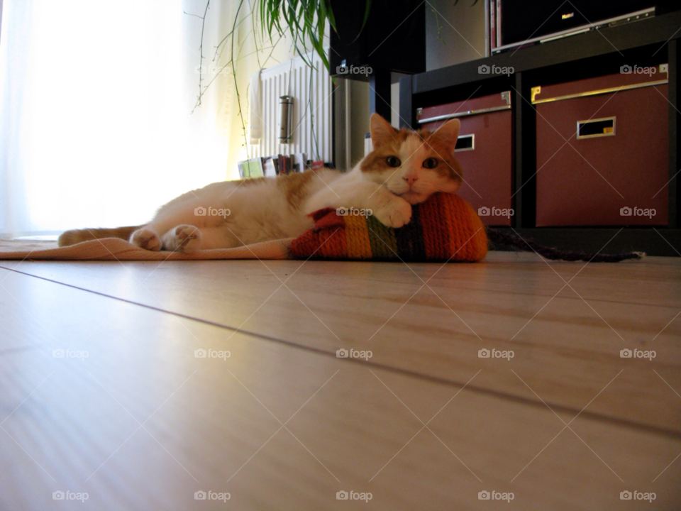 Cat lying on a mouse