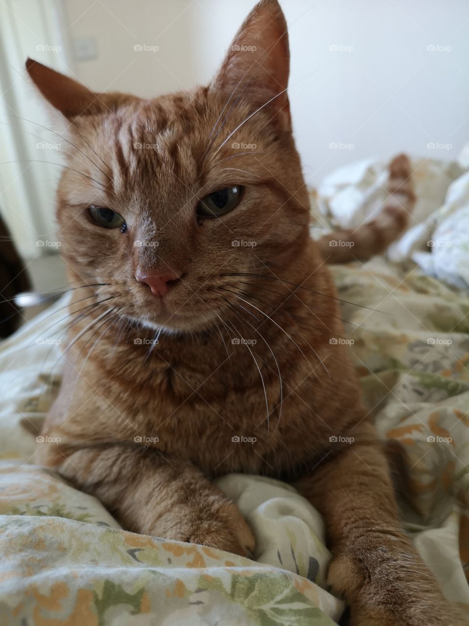 Dexter the ginger Tom cat