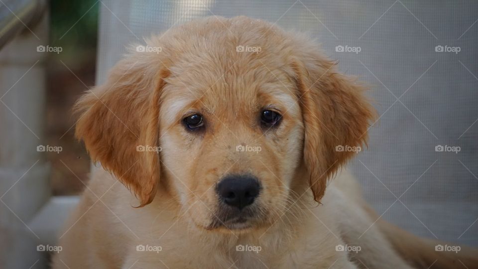 golden retriever puppy