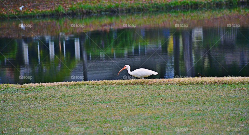 Ibis 