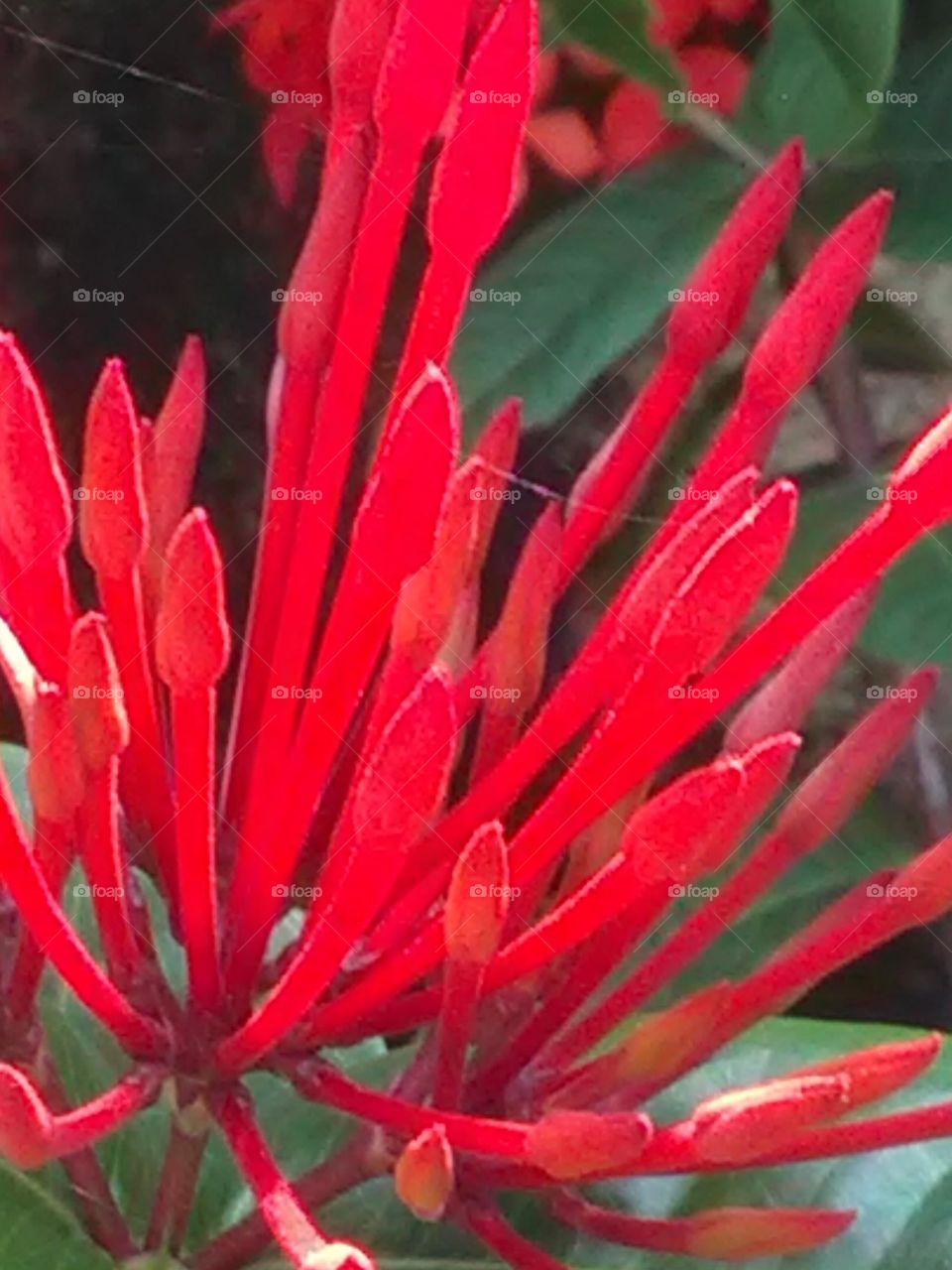These red flowers are so simple to live, but the bunch of flowers is not less than a bouquet.