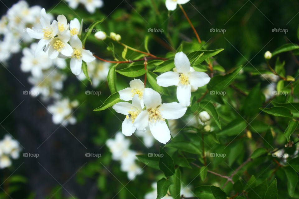 White Flowerlings