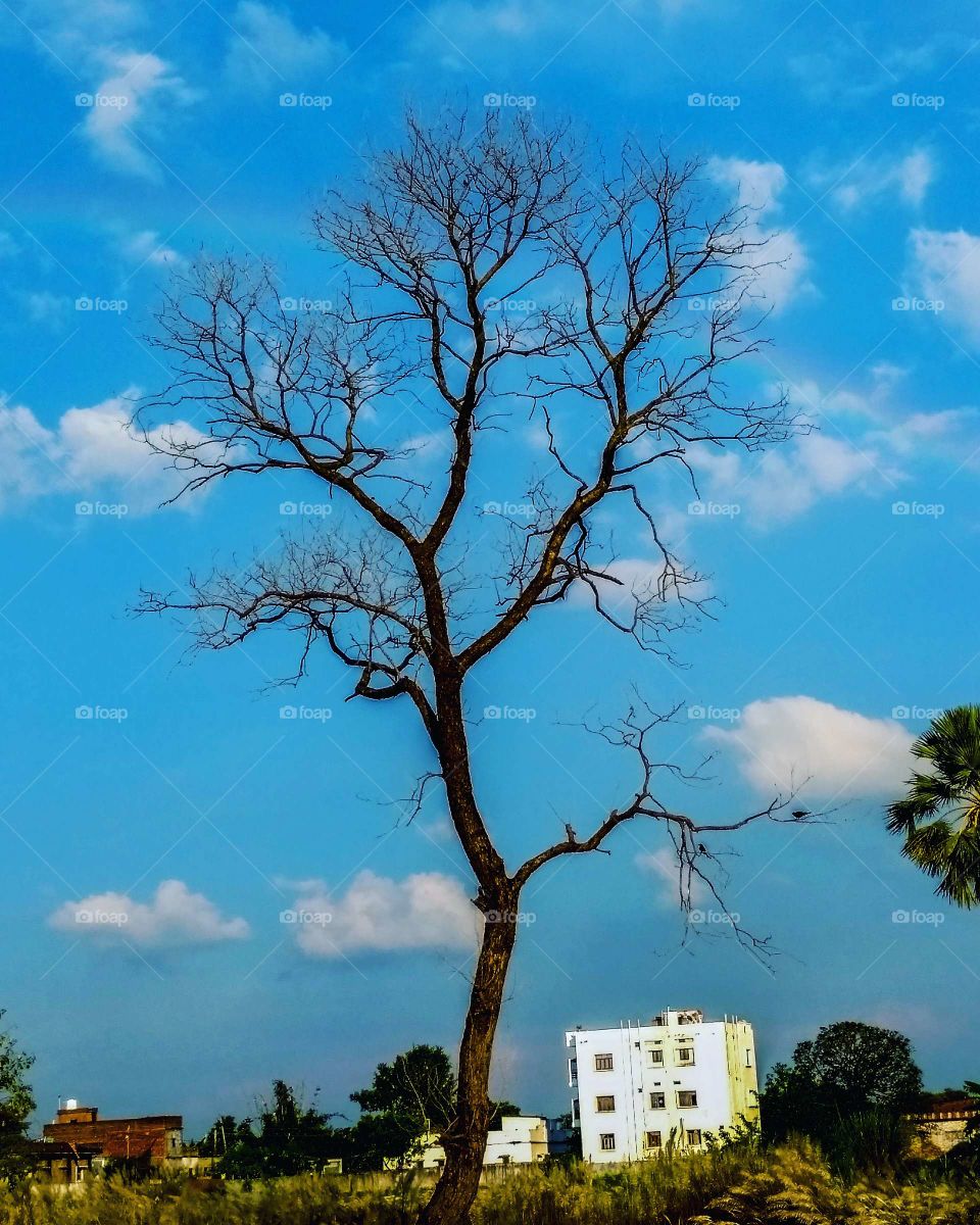 Dry tree with blue sky and clouds in India villages