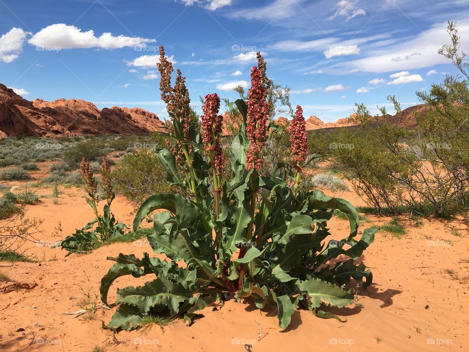 Desert landscapes 